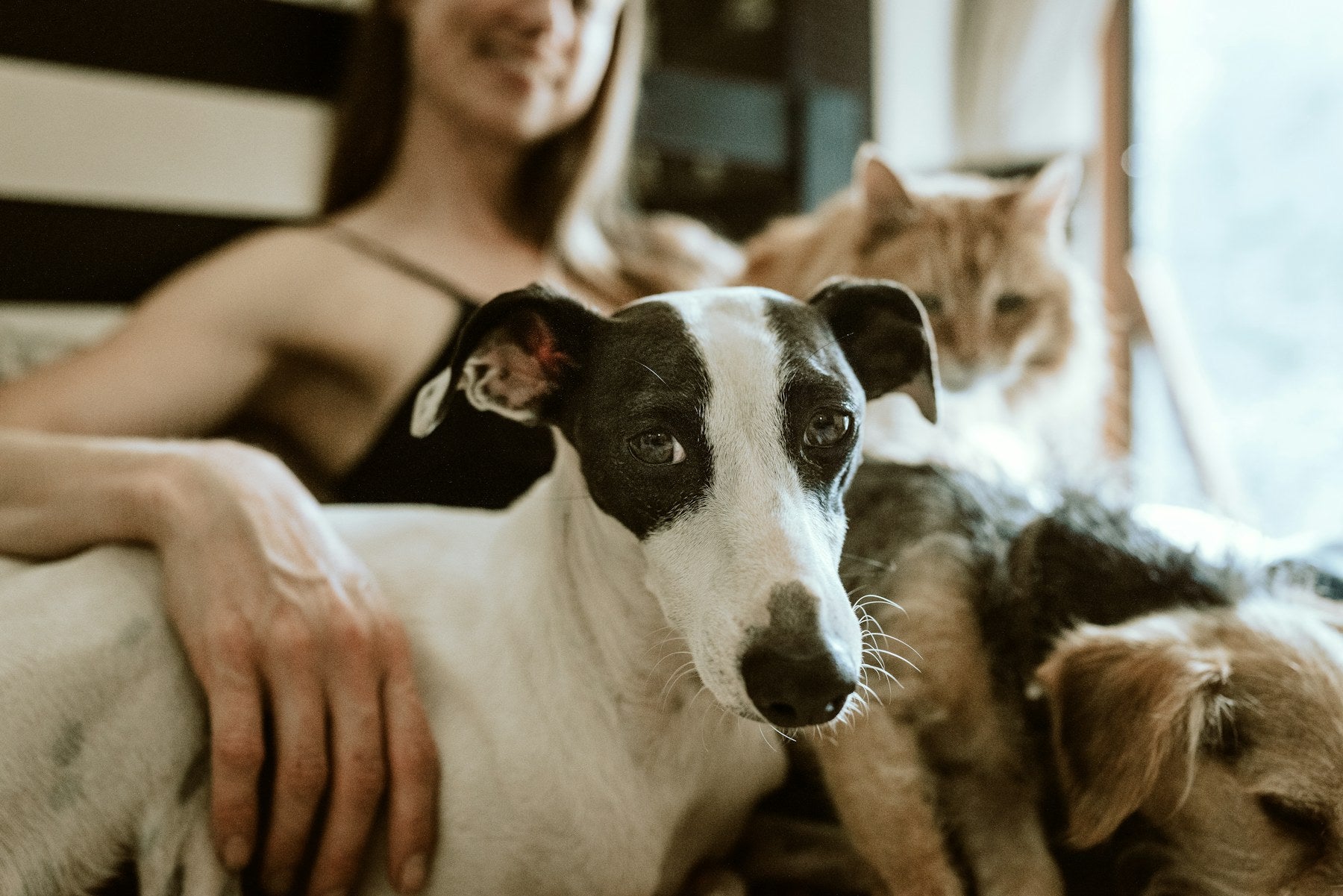 Mocapet makes everyday pet routines feel more personal.