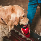 Dog drinking from a red water bottle held by a person in blue pants.