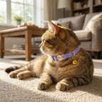 Cat wearing a purple collar with a bell in a cozy living room.