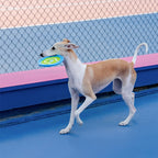 Dog with a frisbee in an indoor play area with blue and pink floor.