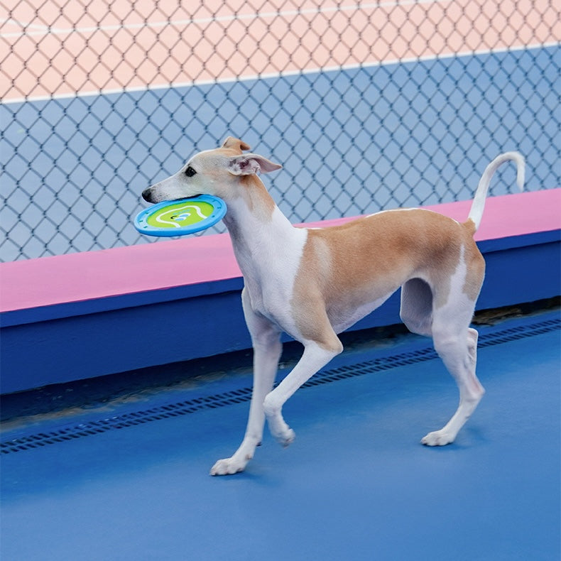 Dog with a frisbee in an indoor play area with blue and pink floor.