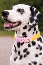 Dalmatian dog wearing a yellow collar with 'ROXY' in pink letters.