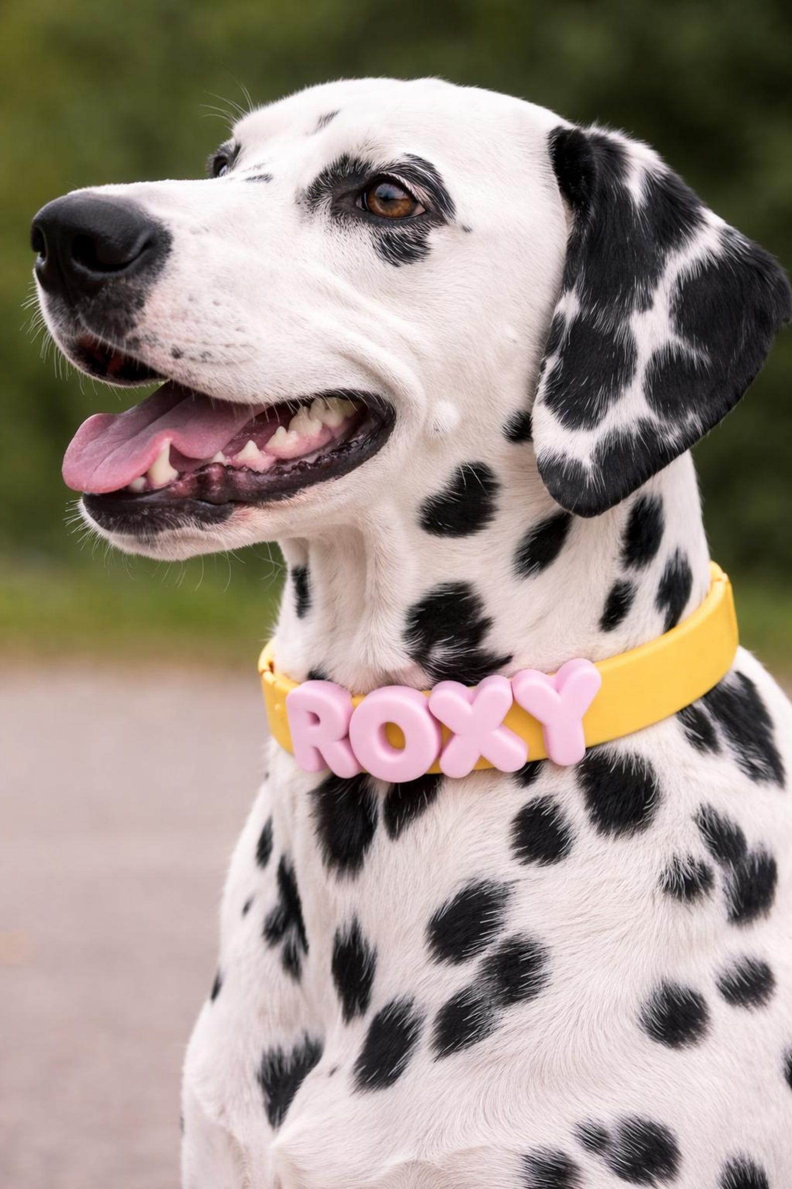 Dalmatian dog wearing a yellow collar with 'ROXY' in pink letters.