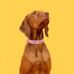 Brown dog wearing a pink collar with text on a yellow background