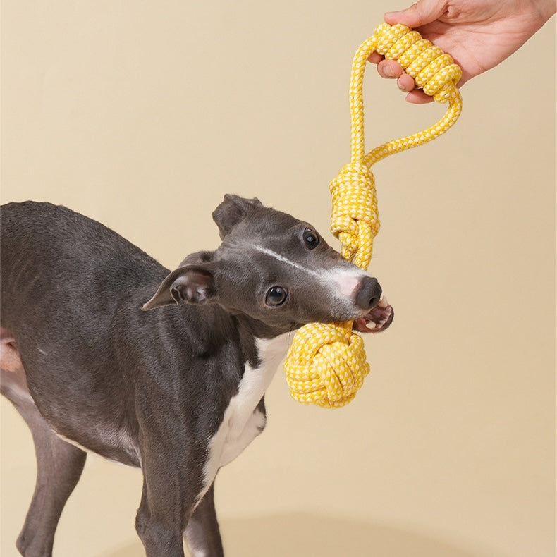Dog playing with a yellow rope toy held by a hand against a beige background
