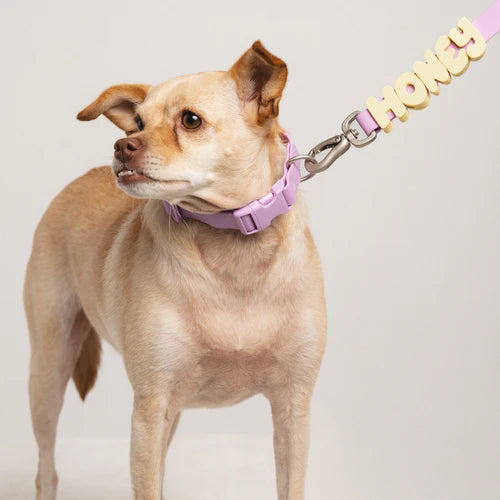 Dog wearing a purple collar and leash with 'Honey' written on it against a light background