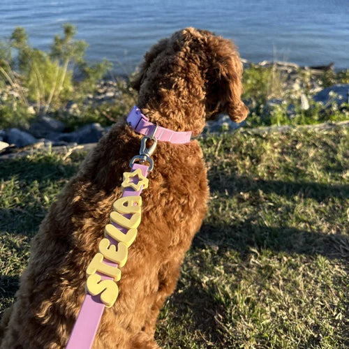 Brown dog with a pink collar and leash named 'Stella' sitting on grass by a body of water.