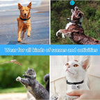 1080P HD Pet Camera Collar