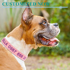 Dog wearing a pink collar with text, standing outdoors with greenery in the background.