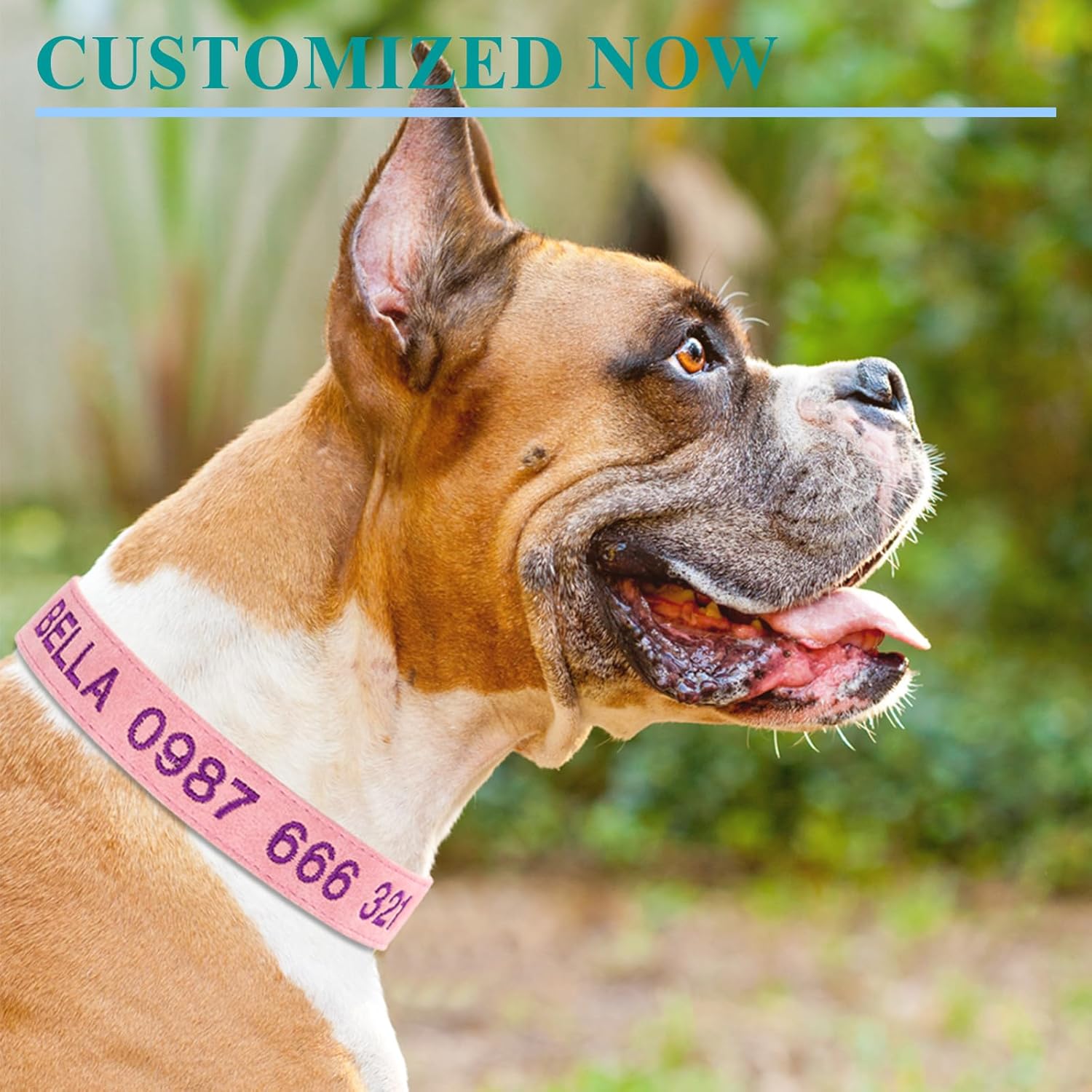 Dog wearing a pink collar with text, standing outdoors with greenery in the background.