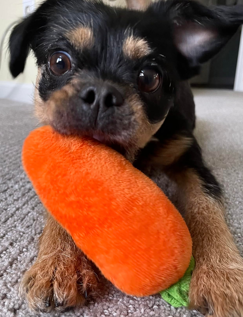 Carrot Snuffle Mat (Squeaky Puzzle Toy)
