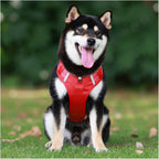 Dog wearing a red harness sitting on grass with a blurred green background