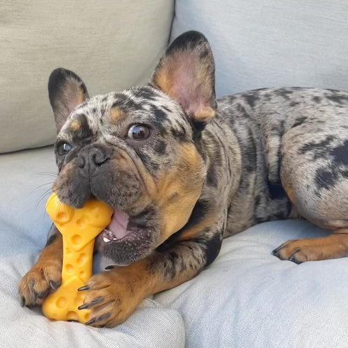 Cheese Bone Power Chew Toy for Dogs- Up to 35 lbs
