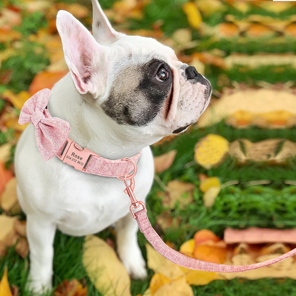 Dog wearing a pink collar and leash with a bow, standing on grass with pumpkins in the background.