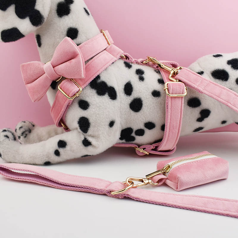 Dalmatian dog wearing a pink harness and leash set on a pink background