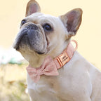 Dog wearing a pink collar with a bow tie on a blurred background