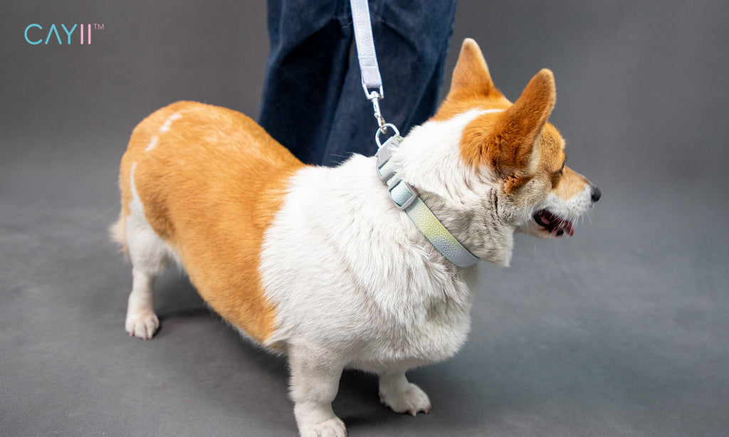 Corgi dog on a leash with a gray background