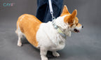 Corgi dog on a leash with a gray background