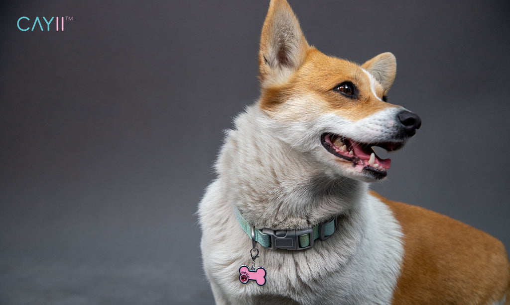 Dog wearing a collar with a pink tag on a gray background