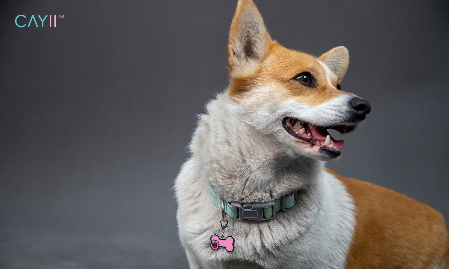 Dog wearing a collar with a pink tag on a gray background