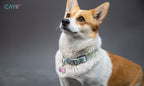 Dog wearing a collar with a tag on a gray background