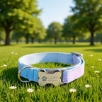 Dog collar with a name tag on grass in a park