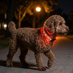 Dual-Visibility LED Dog Collar