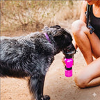 Dog drinking from a pink water bottle held by a person outdoors.