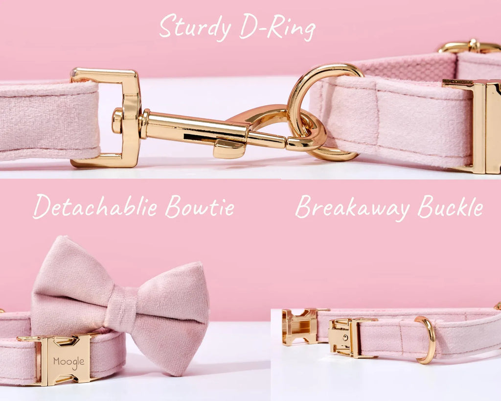 Pink dog collar with gold hardware on a pink background