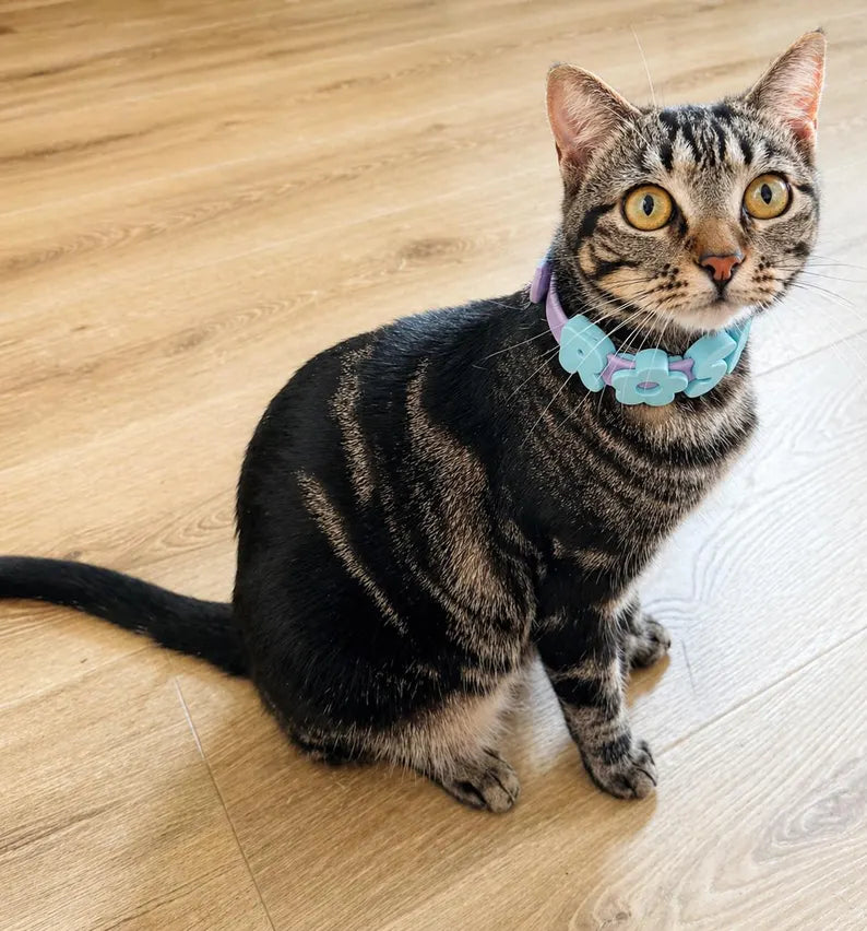 Cat wearing a blue collar with flowers on a wooden floor