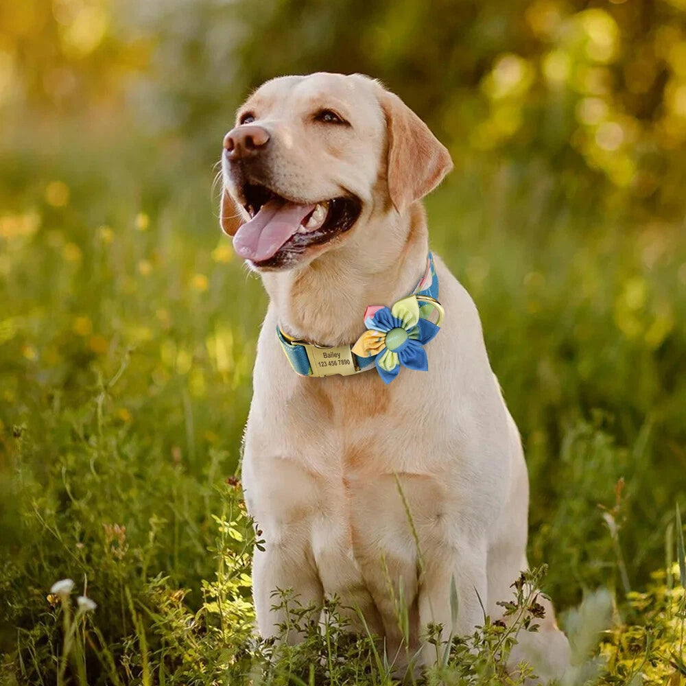 Dog wearing a colorful collar sitting in a grassy field