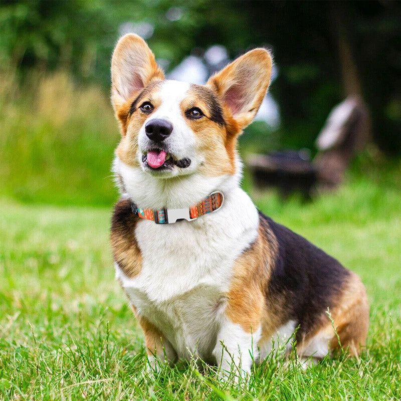 Forrest Adventures Custom Name Dog Collar