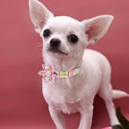 Small white dog with a pink collar on a pink background