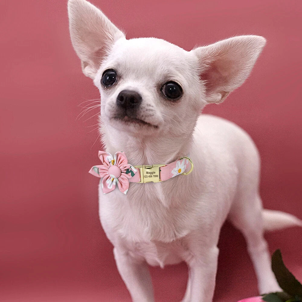 Small white dog with a pink collar on a pink background